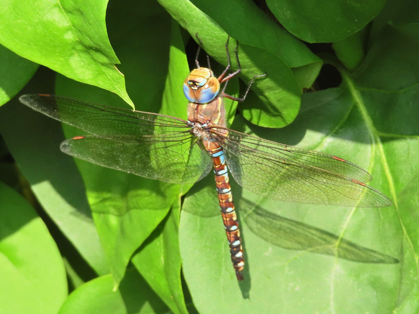 Colorful dragonfly